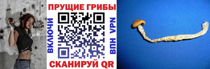 Псилоцибиновые грибы Psilocybine cubensis  закладка  Очёр 